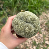 Pseudolithos migiurtinus