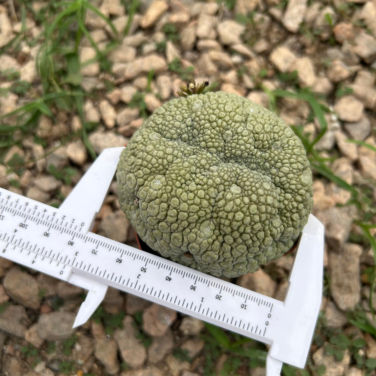 Pseudolithos migiurtinus