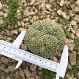 Pseudolithos migiurtinus
