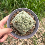 Pseudolithos migiurtinus