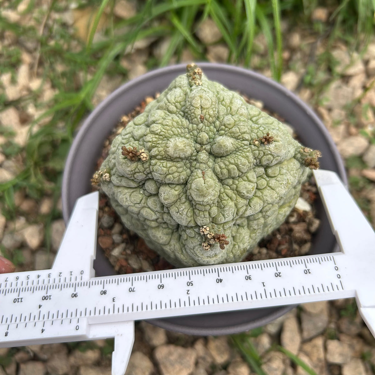 Pseudolithos migiurtinus