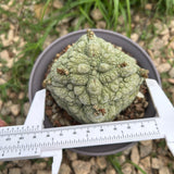 Pseudolithos migiurtinus