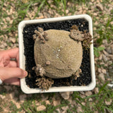 Pseudolithos migiurtinus
