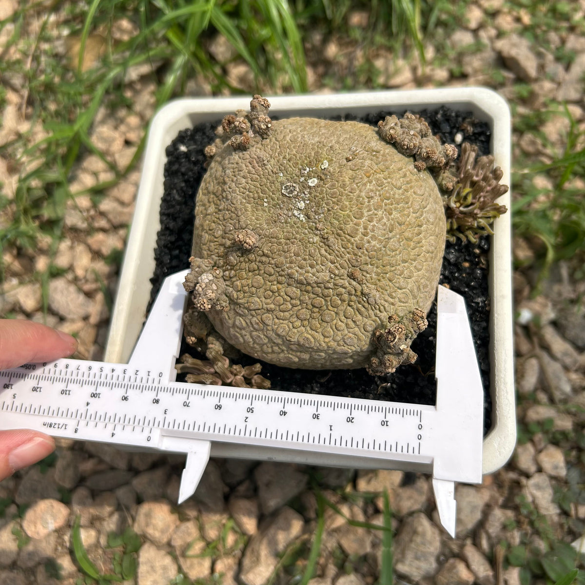 Pseudolithos migiurtinus