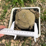 Pseudolithos migiurtinus