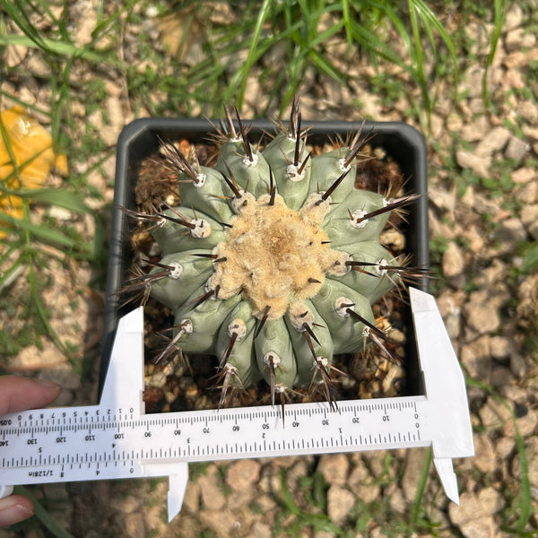 Copiapoa cinerea — specimen shown with a caliper or ruler for scale