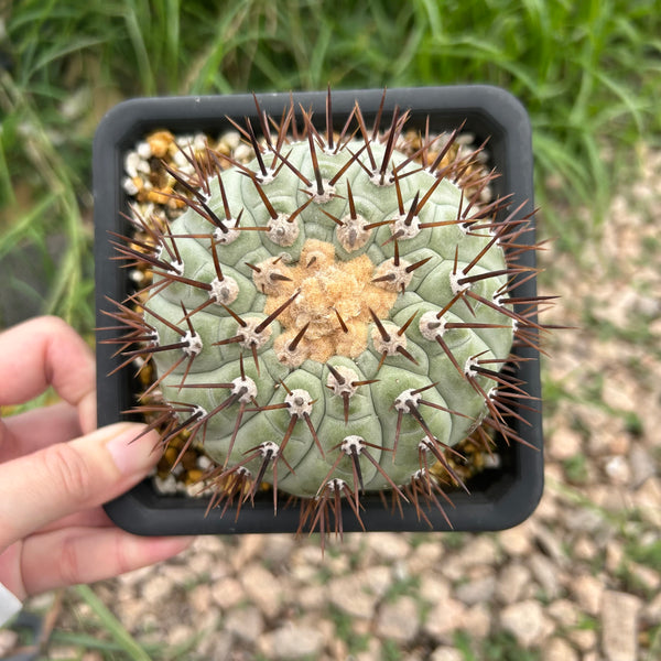 Copiapoa cinerea