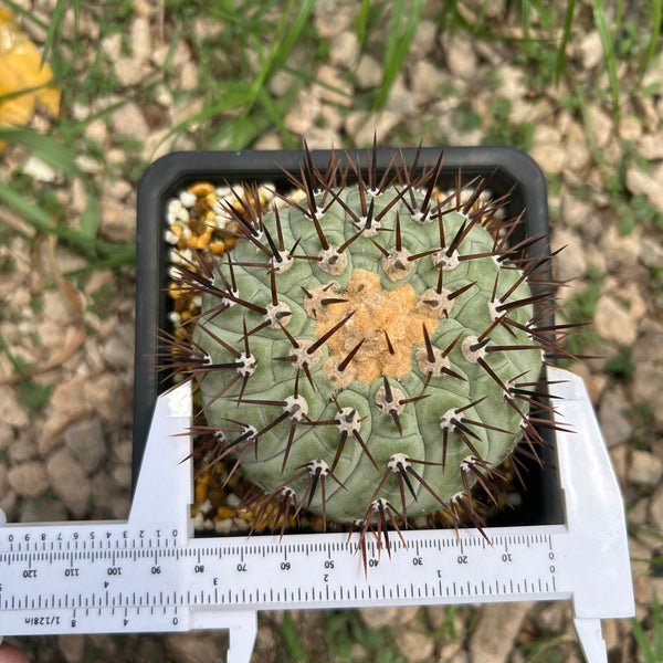 Copiapoa cinerea