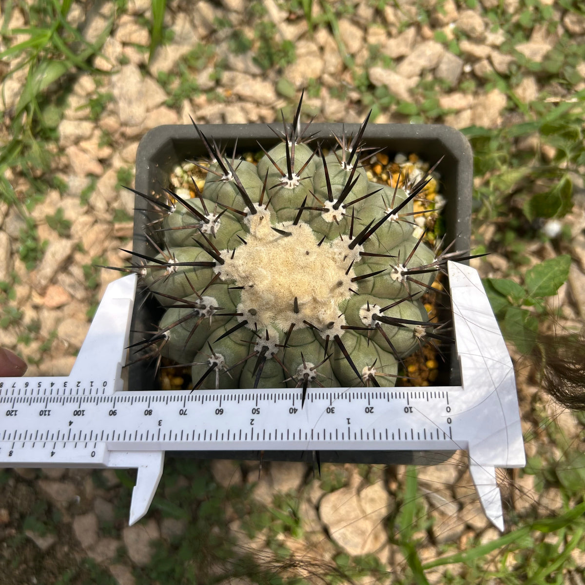 Copiapoa cinerea