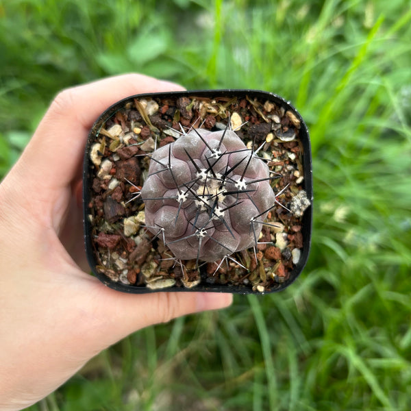 Copiapoa cinerea
