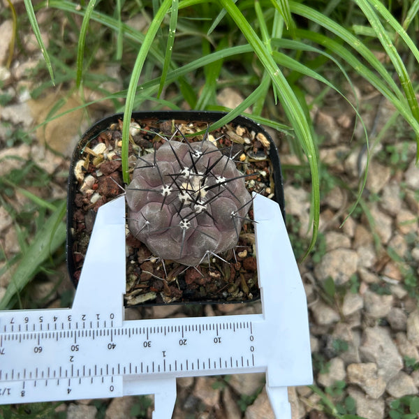 Copiapoa cinerea