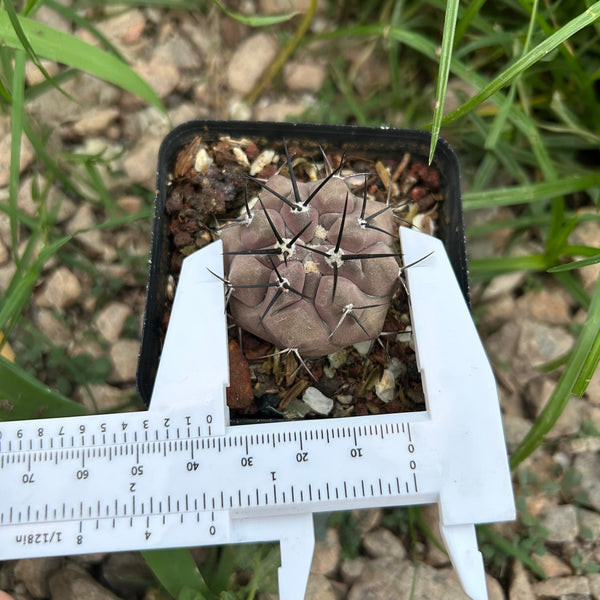 Copiapoa cinerea — specimen shown with a caliper or ruler for scale