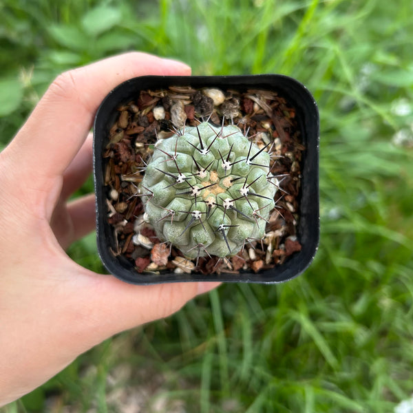 Copiapoa cinerea