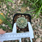 Copiapoa cinerea