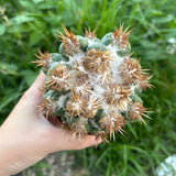 Coryphantha elephantidens 'Thorn Crested'