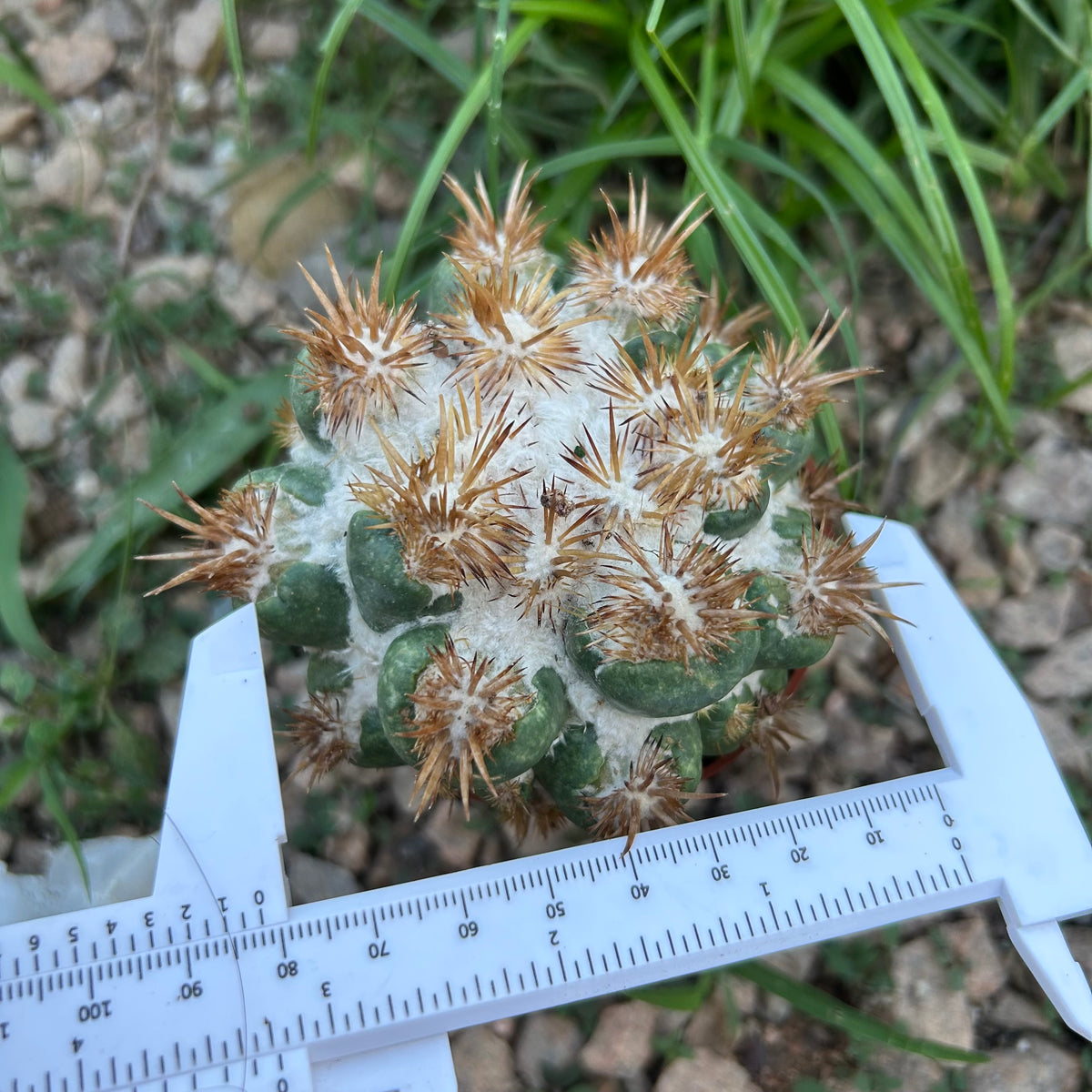 Coryphantha elephantidens 'Thorn Crested'