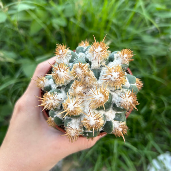 Coryphantha elephantidens 'Thorn Crested'