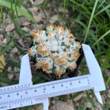 Coryphantha elephantidens 'Thorn Crested'