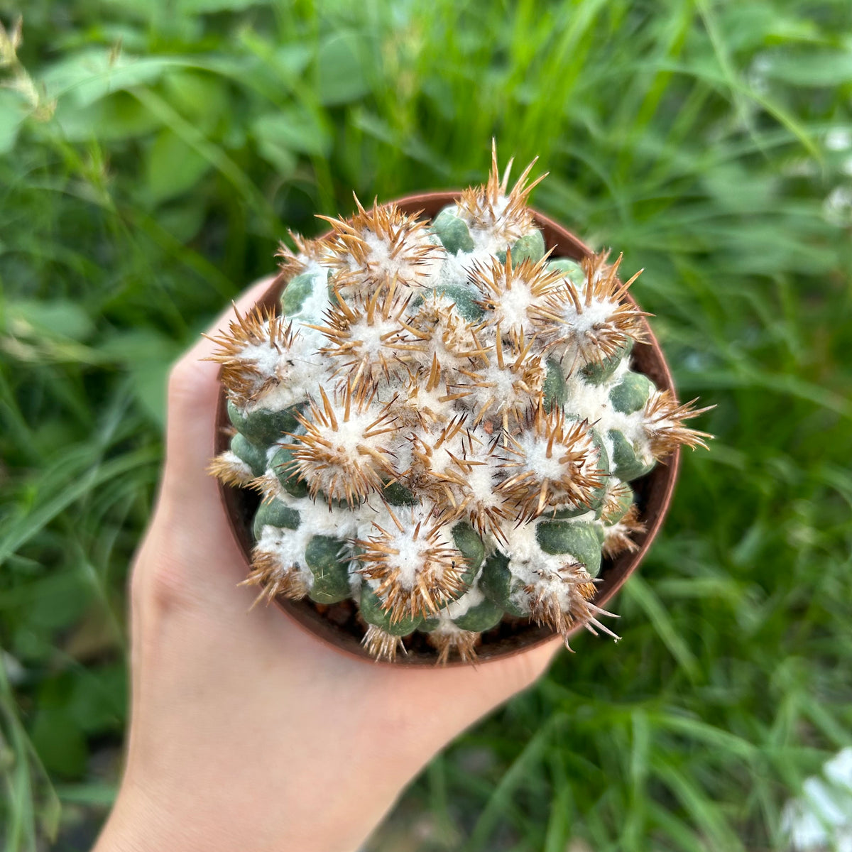 Coryphantha elephantidens 'Thorn Crested'