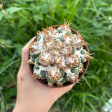 Coryphantha elephantidens 'Thorn Crested'