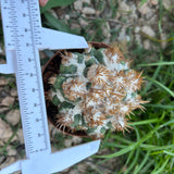 Coryphantha elephantidens 'Thorn Crested'