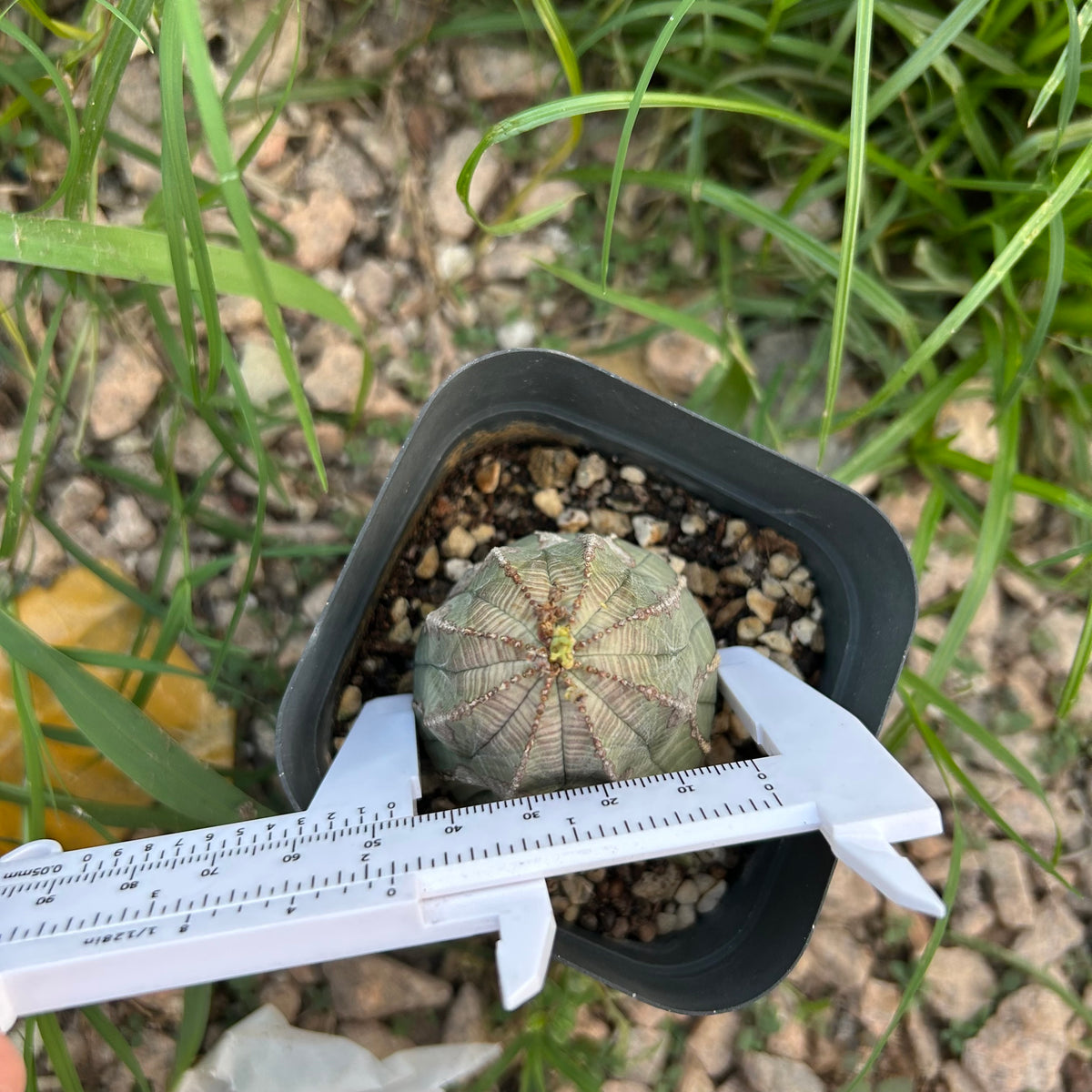 Euphorbia obesa