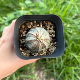 Euphorbia obesa
