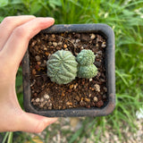 Euphorbia obesa