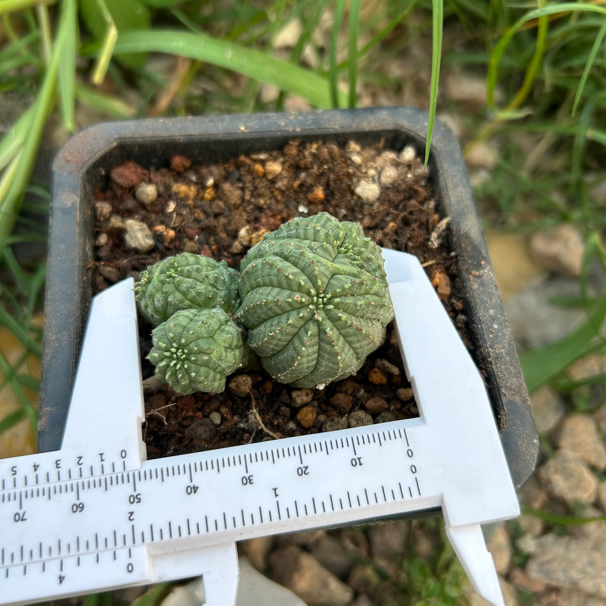 Euphorbia obesa