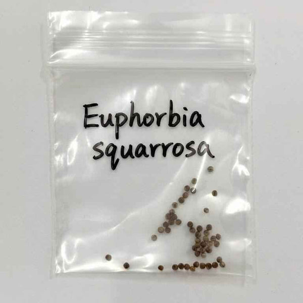 Euphorbia squarrosa Seeds-image-1