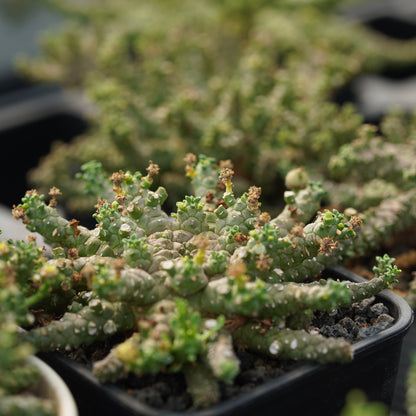 Euphorbia brevirama 5Pcs
