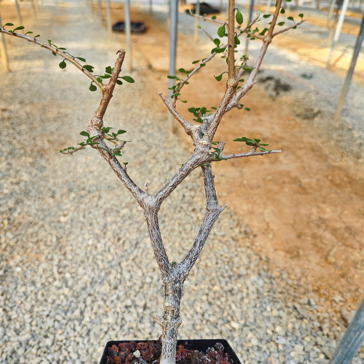 Euphorbia agatheae