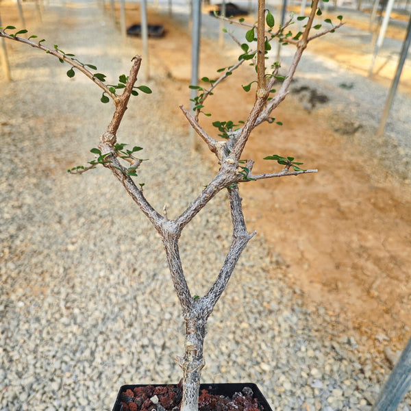 Euphorbia agatheae