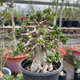 Adenium 'Khao' Dorset Horn