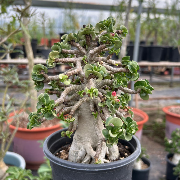 Adenium 'Khao' Dorset Horn