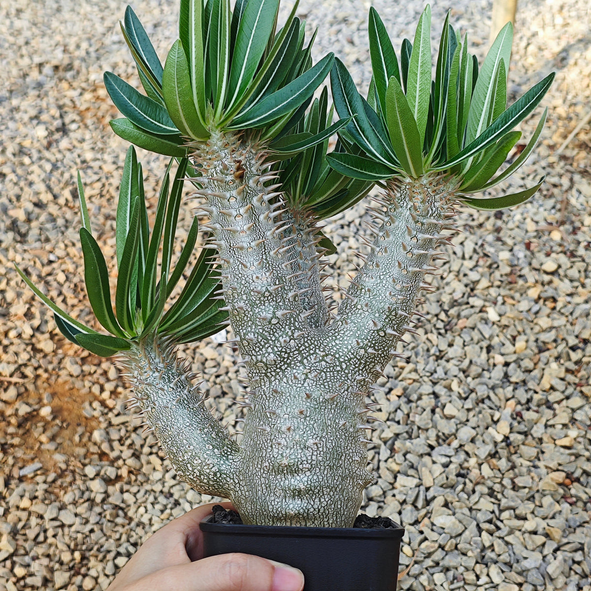 Pachypodium inopinatum-Pachypodium-H4-6cm&H15-20cm-image-13