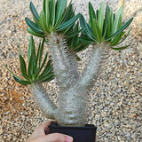 Pachypodium inopinatum-Pachypodium-H4-6cm&H15-20cm-image-13