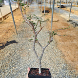 Euphorbia agatheae