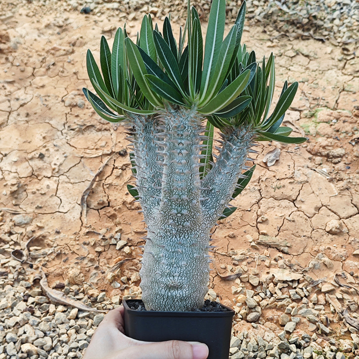 Pachypodium inopinatum-Pachypodium-H4-6cm&H15-20cm-image-14