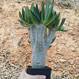 Pachypodium inopinatum-Pachypodium-H4-6cm&H15-20cm-image-14