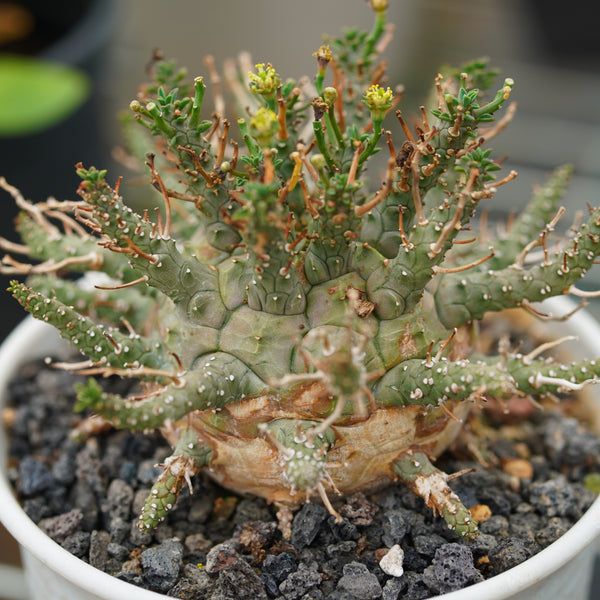 Euphorbia decepta  Seeds — Euphorbia — 2026 seed listing — 1 Seed — image 2: plant specimen shown as a reference for this seed listing