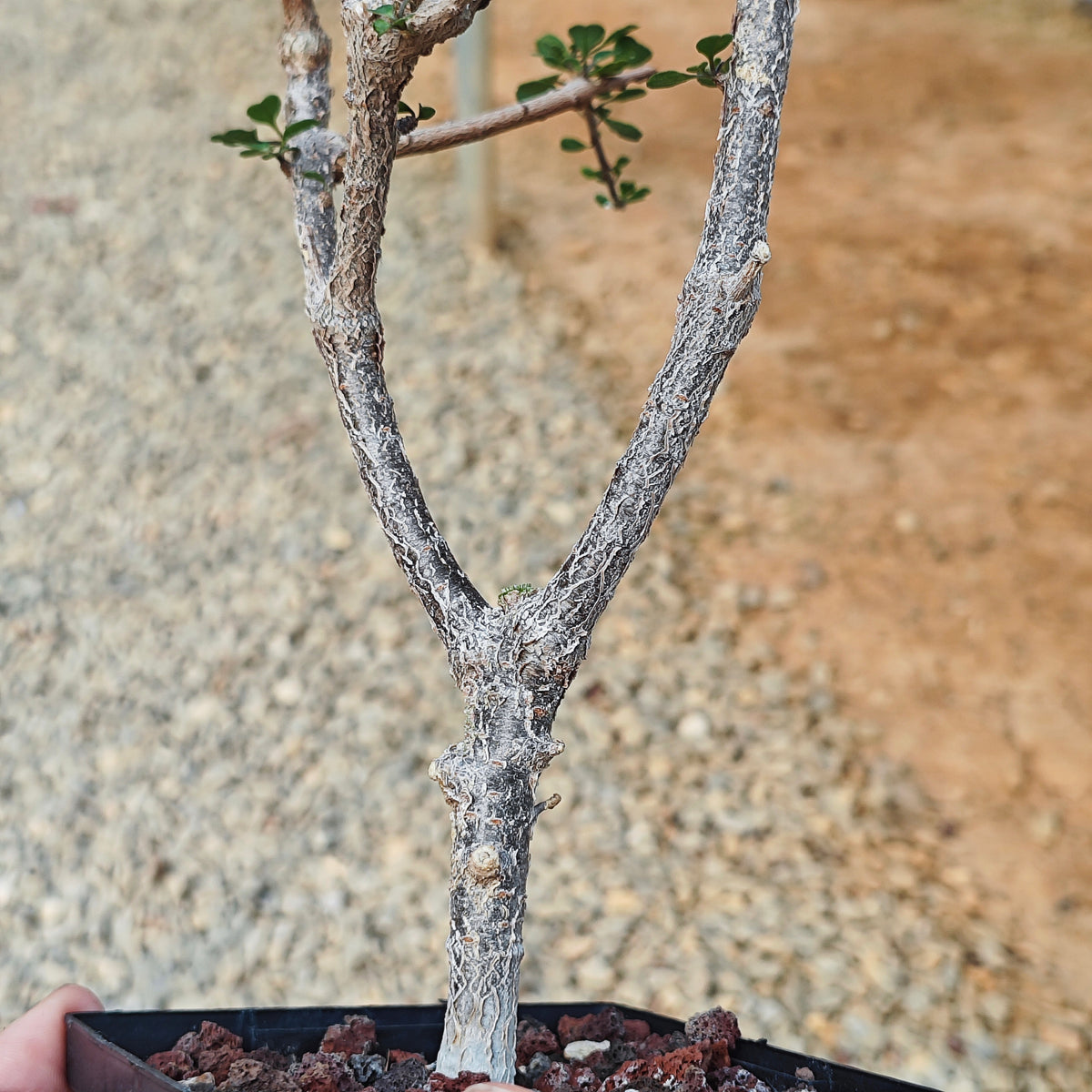 Euphorbia agatheae