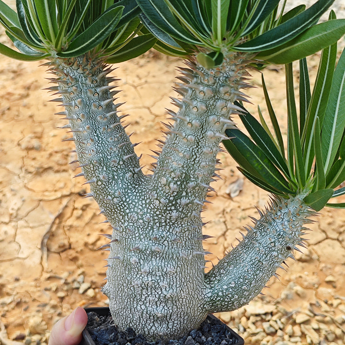 Pachypodium inopinatum-Pachypodium-H4-6cm&H15-20cm-image-15