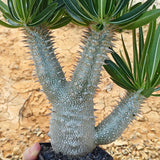 Pachypodium inopinatum-Pachypodium-H4-6cm&H15-20cm-image-15