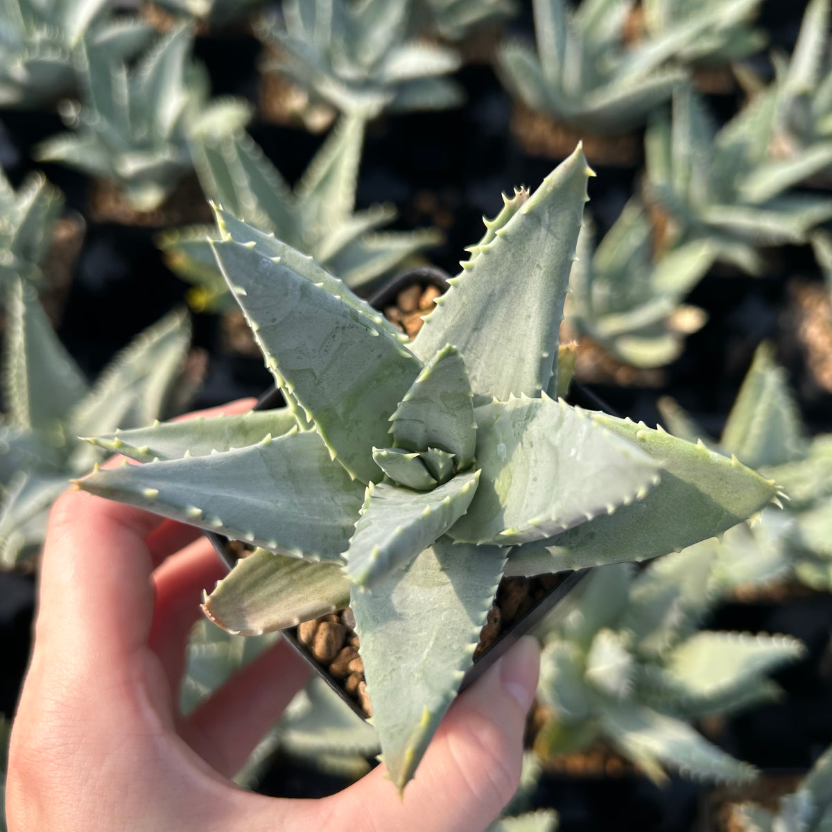 Aloe pillansii-Aloe-W6-7cm-image-4