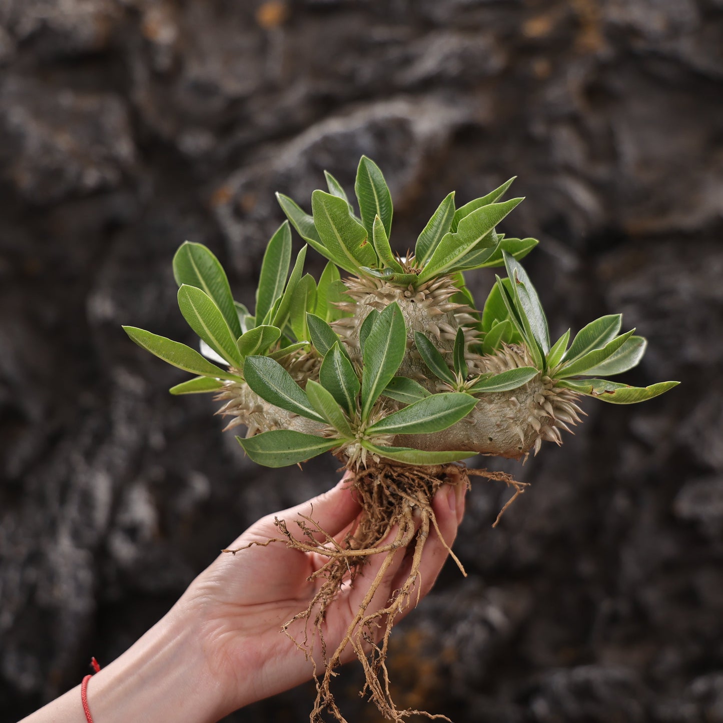 Pachypodium eburneum