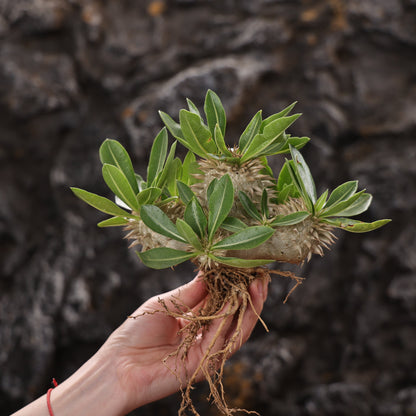Pachypodium eburneum