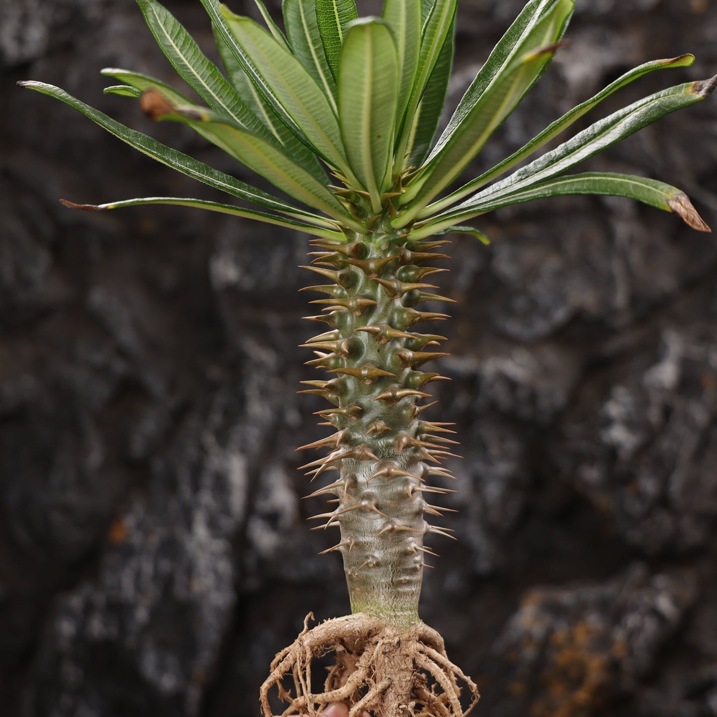 Pachypodium ambongense