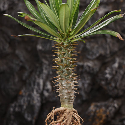 Pachypodium ambongense