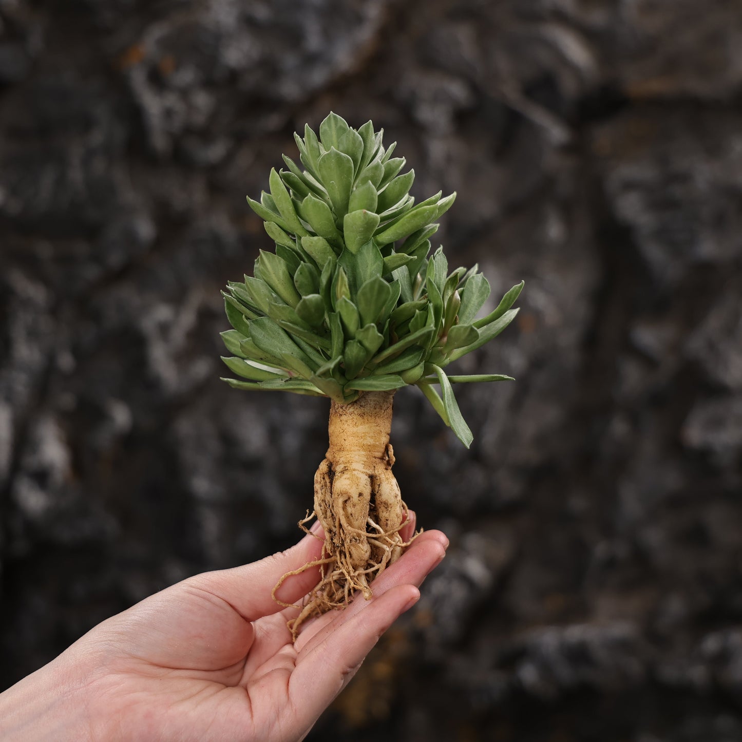 Euphorbia guentheri / Monadenium guentheri